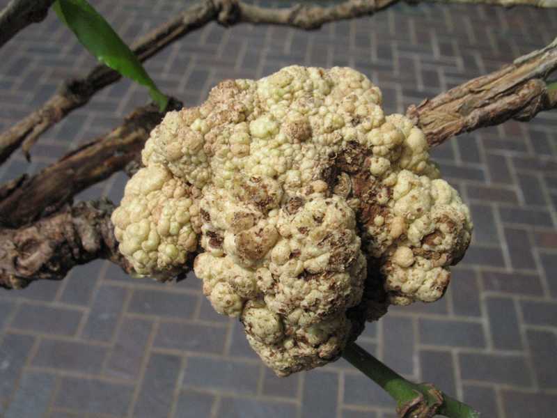 Crown Galls